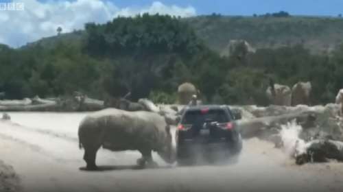 Επίθεση ρινόκερου σε αυτοκίνητο σε πάρκο άγριων ζώων (βίντεο)