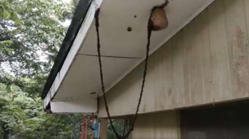 Viral: Γέφυρα από χιλιάδες μυρμήγκια προς σφηκοφωλιά για να τη κατακτήσουν