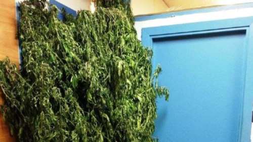 Χασισοφυτεία με 780 δενδρύλια εντόπισε στο Λουτράκι η ΕΛ.ΑΣ