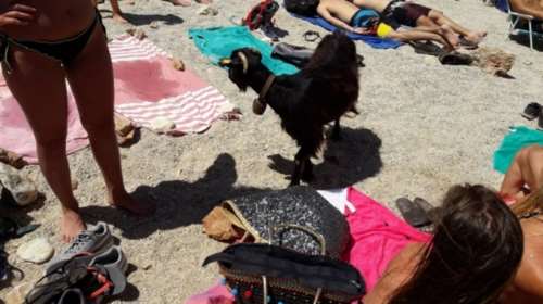 Η επίσκεψη της πεινασμένης κατσίκας σε παραλία στην Κρήτη