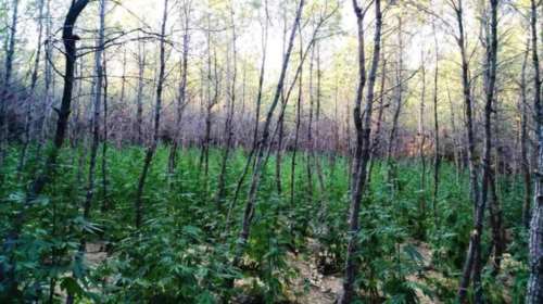 Εντόπισαν φυτεία με 765 δενδρύλλια κάνναβης στη Μαλακάσα (φωτό)