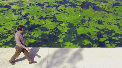 Ελλείψεις, άνοδος τιμών &amp; προβλήματα από την επανεμφάνιση του φυτοπλαγκτόν