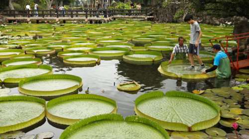 Τα waterlily της Ταϊπέι