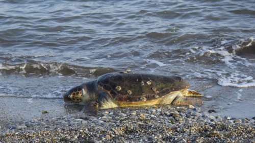 Νεκρές 122 θαλάσσιες χελώνες στις ακτές του Μεξικού