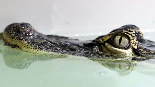 Επίθεση αλιγάτορα: Εσωσε τον σκύλο της, αλλά όχι τον εαυτό της