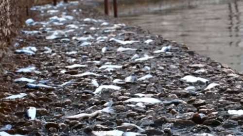 Χιλιάδες σαρδέλες βγήκαν στη στεριά για να ξεφύγουν από ψάρια [ΒΙΝΤΕΟ]