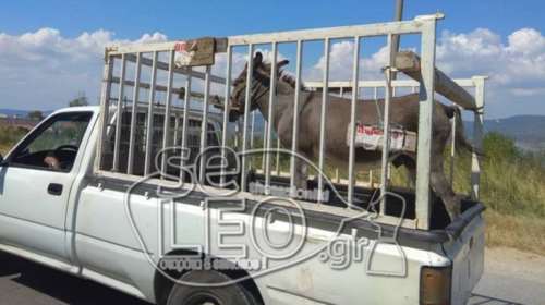 Πουλάει τον γάιδαρό του και τον περιφέρει με το αγροτικό στους δρόμους
