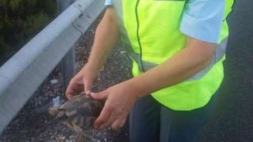 Αστυνομικοί έσωσαν χελώνα που είχε «βγει» στην Εθνική