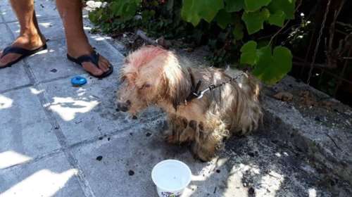 Πρόστιμο 30.000 ευρώ σε 62χρονο που περιέλουσε σκυλάκι με πετρέλαιο