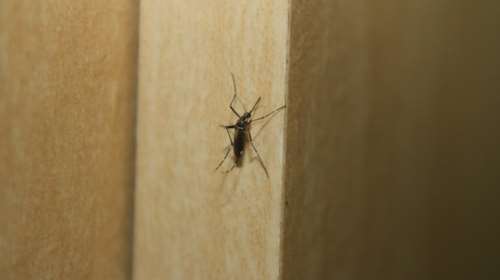 ΚΕΔΕ: Και στην Αττική να γίνουν ψεκασμοί κατά των κουνουπιών