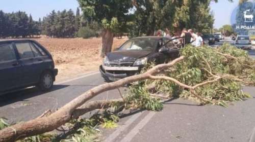 Ρόδος: Τεράστιο κλαδί «προσγειώθηκε» σε ΙΧ