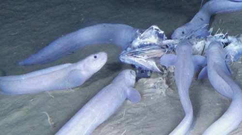 Τρία νέα θαλάσσια είδη ανακαλύφθηκαν στον Ειρηνικό