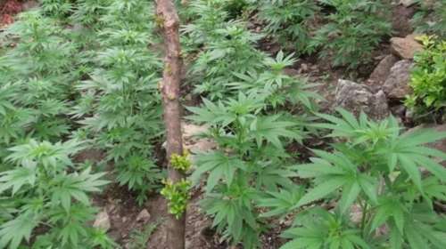 Βρέθηκαν όπλα και δενδρύλια κάνναβης σε χωριό του Σουλίου