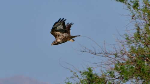 Πρέβεζα: Στο νοσοκομείο γυναίκα έπειτα από επίθεση γερακιού