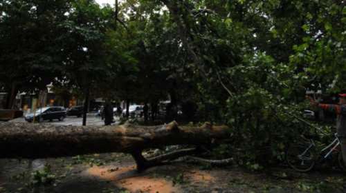 Τριάντα κλήσεις στην Πυροσβεστική για πτώσεις δέντρων