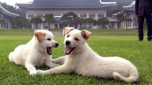 Ο Κιμ έστειλε δώρο δύο λευκά κυνηγόσκυλα στον ηγέτη της Νότιας Κορέας