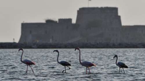 Στο Ναύπλιο 30 πανέμορφα φλαμίνγκο (Εικόνες και βίντεο)