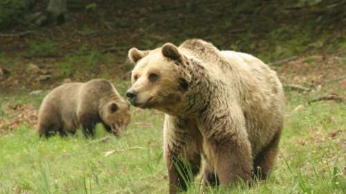Αρκούδα μπήκε σε μαντρί στα Τρίκαλα