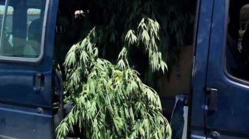 Περισσότερα από 76 κιλά κάνναβη στην Αμπελιά Θεσπρωτίας