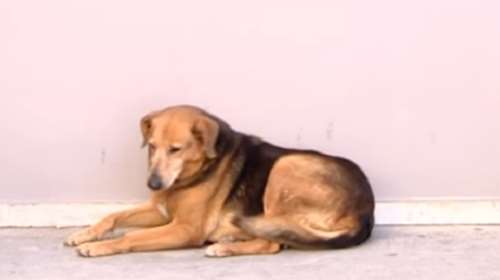 Πέθανε ο &quot;Χάτσικο&quot; της Κρήτης