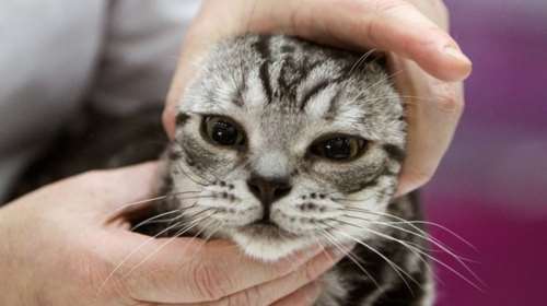 Ρωσική πόλη βρήκε υπεύθυνο φροντίδας για γάτες με αγγελία