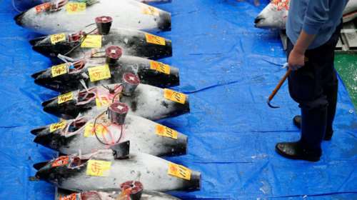 Εγκαίνια στην μεγαλύτερη ψαραγορά του κόσμου