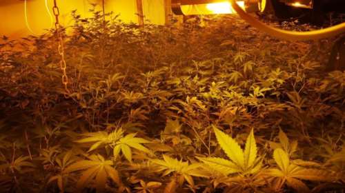 Συλλήψεις για καλλιέργεια υδροπονικής κάνναβης στο Μαρκόπουλο (φωτό)