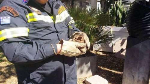 Επιχείρηση της ΕΜΑΚ για γατάκι που είχε πέσει σε γεώτρηση