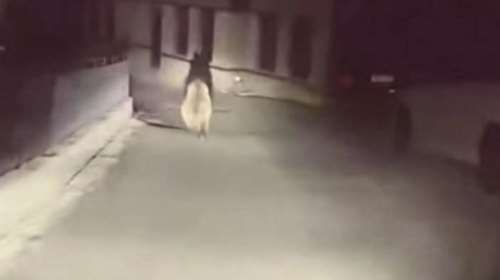 Συνάντησε αρκούδα σε κεντρικό δρόμο του Μετσόβου