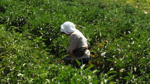 Έρευνα: Το προφίλ της Ελληνίδας αγρότισσας