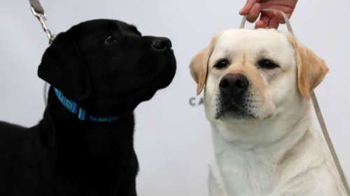 Θεραπεία μέσω ζώων στο 424 Στρατιωτικό Νοσοκομείο