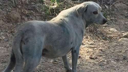 Ανίκητη η ανθρώπινη βλακεία: Εβαψαν σκυλίτσα με μπλε μπογιά