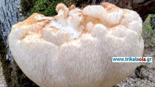 Βρήκαν μανιτάρι γίγας 5,5 κιλών στα Τρίκαλα