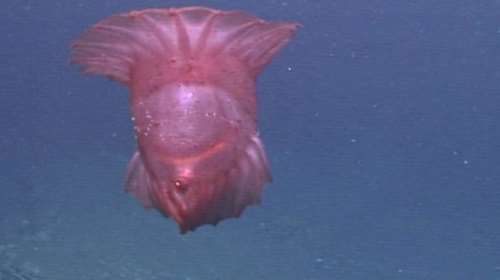 «Aκέφαλο κοτόπουλο τέρας» κινηματογραφήθηκε πρώτη φορά στον νότιο ειρηνικό