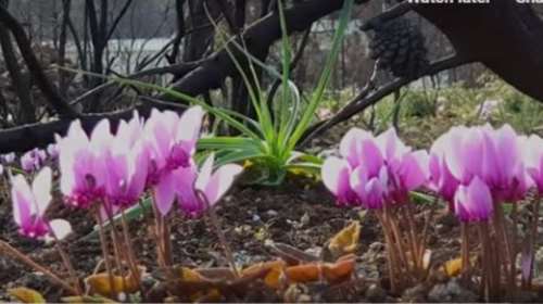 Μάτι: Τα Κυκλάμινα της ελπίδας και της αισιοδοξίας απο ψηλά