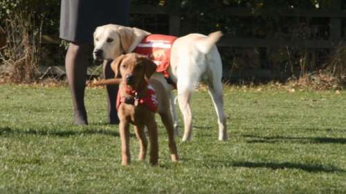 Τα σκυλιά μπορούν να μυρίσουν την ελονοσία στους ανθρώπου