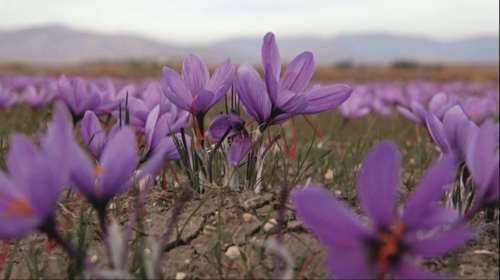 Έκλεψαν έξι κιλά κρόκου αξίας άνω των 2.000 ευρώ
