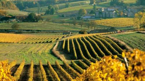 Το κονιάκ θέλει να επεκτείνει τους αμπελώνες του