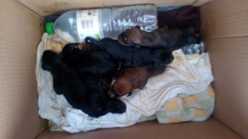 Μητέρα στη Λαμία έδωσε το γάλα της για να ταΐσει κουταβάκια