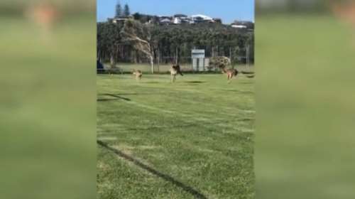 «Συμμορία» άτακτων καγκουρό διακόπτει ποδοσφαιρικό αγώνα (βίντεο)