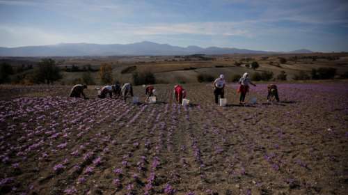 Το συναρπαστικό φωτορεπορτάζ του Reuters για την συγκομιδή του σαφράν