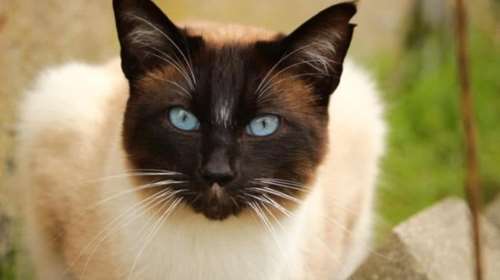 Οι μικρότερες και ομορφότερες γάτες της Ευρώπης ταξιδεύουν στο Ζάγκρεμπ