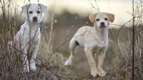 Αλλη μια κτηνωδία στην Κρήτη: Κρέμασαν σκύλο από γέφυρα