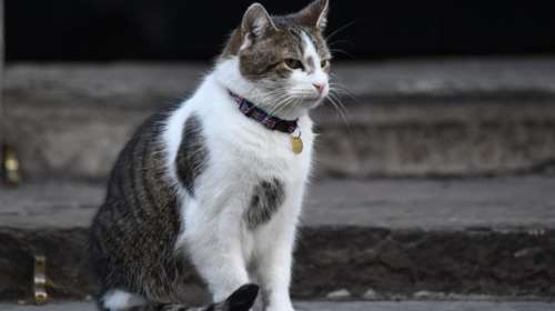 Ο αστυνομικός και ο Λάρι στο Νο10 της Downing Street