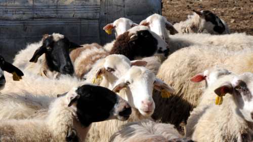 Ζωοκλοπή κατέληξε σε κινηματογραφική καταδίωξη στην Κρήτη