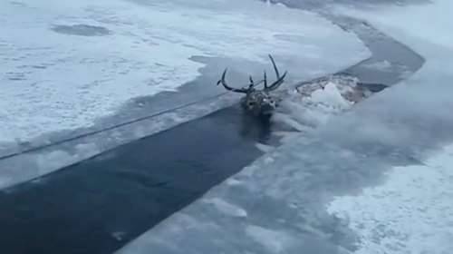 Διέσωσαν ελάφι από παγωμένη λίμνη στη Σιβηρία (βίντεο)