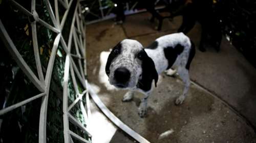 Σύλληψη για δολοφονία αδέσποτου σκύλου