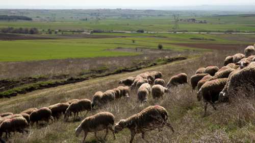 «Πάρτι» κάνουν οι ζωοκλέφτες: Απίστευτη κλοπή στην Κρήτη