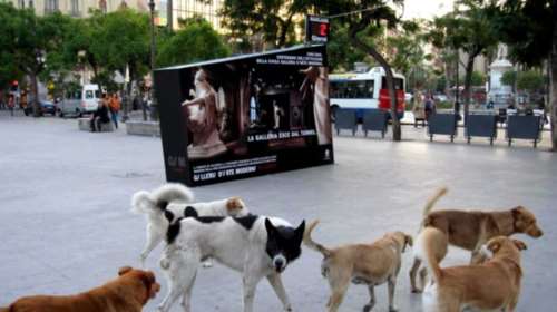 Αντιμέτωπη με φυλάκιση επειδή ταΐζει αδέσποτα