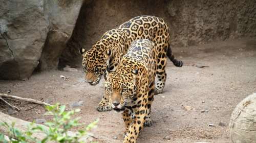 Αττικό Πάρκο: Νεκρά δύο τζάγκουαρ για λόγους ασφαλείας